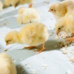 Chicks on Chick paper Bylsma Imports home page