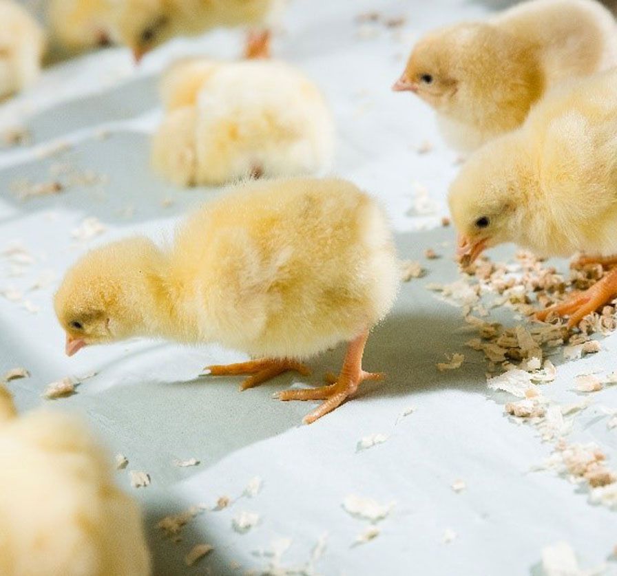 Chicks on Chick paper Bylsma Imports home page